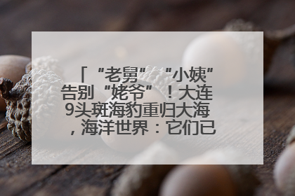 “老舅”“小姨”告别“姥爷”！大连9头斑海豹重归大海，海洋世界：它们已具备野外生存能力