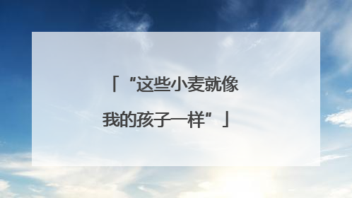 “这些小麦就像我的孩子一样”