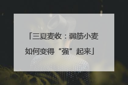 三夏麦收：弱筋小麦如何变得“强”起来