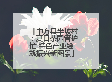 中方县半坡村：夏日茶园管护忙 特色产业绘就振兴新图景