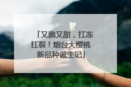 又脆又甜，扛冻扛裂！烟台大樱桃新品种诞生记