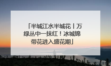 半城江水半城花丨万绿丛中一抹红！冰城锦带花进入盛花期