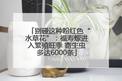 别碰这种粉红色“水草花”：福寿螺进入繁殖旺季 寄生虫多达6000条