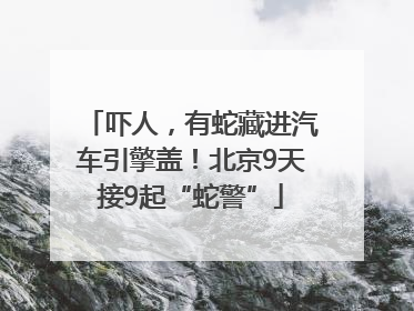 吓人，有蛇藏进汽车引擎盖！北京9天接9起“蛇警”