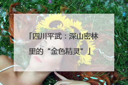 四川平武：深山密林里的“金色精灵”