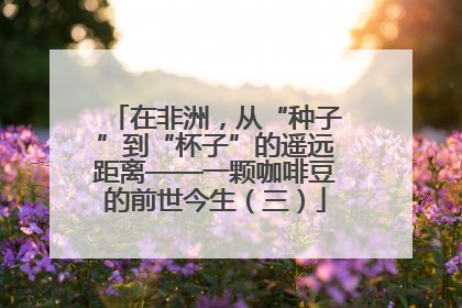 在非洲，从“种子”到“杯子”的遥远距离——一颗咖啡豆的前世今生（三）