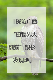 探访广西“植物界大熊猫”银杉发现地