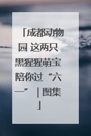 成都动物园 这两只黑猩猩萌宝陪你过“六一”｜图集