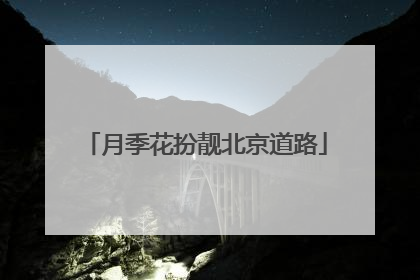 月季花扮靓北京道路