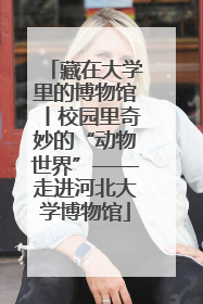 藏在大学里的博物馆丨校园里奇妙的“动物世界”——走进河北大学博物馆