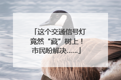 这个交通信号灯竟然“藏”树上！市民盼解决……
