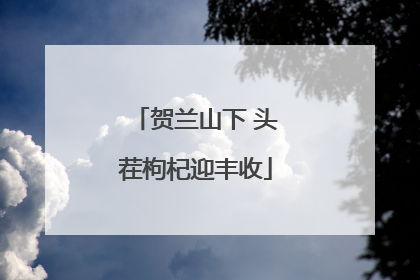 贺兰山下 头茬枸杞迎丰收