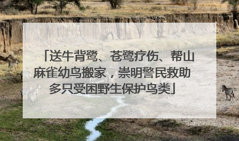 送牛背鹭、苍鹭疗伤、帮山麻雀幼鸟搬家，崇明警民救助多只受困野生保护鸟类