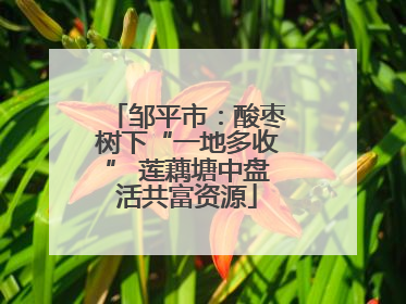 邹平市：酸枣树下“一地多收” 莲藕塘中盘活共富资源
