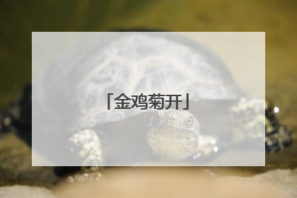 金鸡菊开