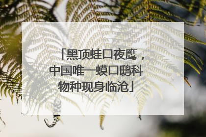 黑顶蛙口夜鹰，中国唯一蟆口鸱科物种现身临沧